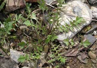 野生薺菜孕婦能吃嗎？野薺菜孕婦可以吃嗎？