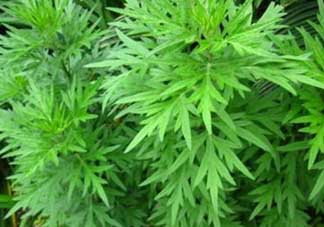 蒿子能吃嗎？蒿子可以吃嗎？