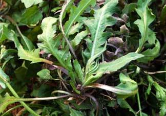 苦瓜和薺菜能一起吃嗎？薺菜和苦瓜能一起炒嗎？