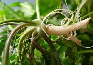 薺菜和蘑菇能一起吃嗎？薺菜和菇類能一起吃嗎？