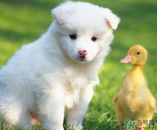 狗狗能吃薺菜嗎？狗吃了薺菜會生病嗎？