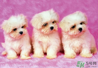 狗狗能吃薺菜嗎？狗吃了薺菜會生病嗎？