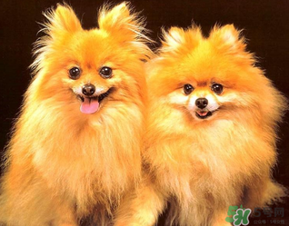 狗狗能吃薺菜嗎？狗吃了薺菜會生病嗎？