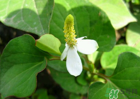 薺菜和魚腥草能一起吃嗎？薺菜和魚腥草可以同時泡茶嗎？