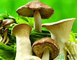 薺菜和蘑菇能一起吃嗎？薺菜和菇類能一起吃嗎？