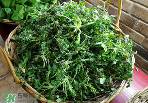 乙肝能吃薺菜嗎？乙肝病人可以吃薺菜嗎？