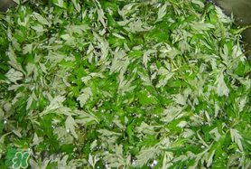 蒿子什么時(shí)候有？蒿子什么時(shí)候長？