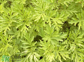 蒿子什么時(shí)候有？蒿子什么時(shí)候長？