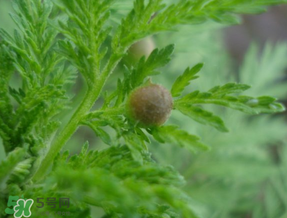 青蒿能吃嗎？青蒿可以吃嗎？