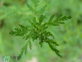 青蒿能吃嗎？青蒿可以吃嗎？