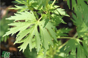 青蒿能吃嗎？青蒿可以吃嗎？