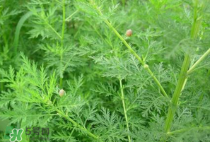 吃青蒿有好處嗎？青蒿的功效與作用