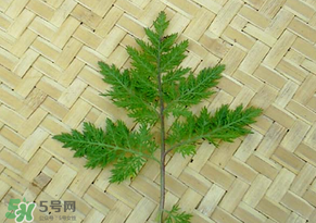 吃青蒿有好處嗎？青蒿的功效與作用