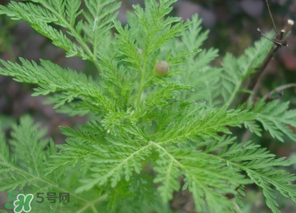 蒿子怎么做好吃？蒿子能涼拌嗎？