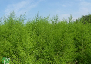 蒿子怎么做好吃？蒿子能涼拌嗎？