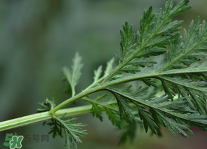 蒿子怎么做好吃？蒿子能涼拌嗎？