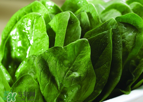 菠菜汁和面菠菜還焯嗎？菠菜汁和面需要焯水嗎？