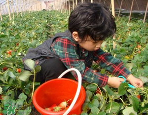 清明節(jié)還有草莓嗎？清明節(jié)的草莓能吃嗎？