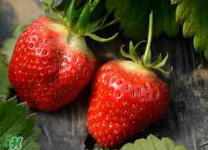 清明節(jié)還有草莓嗎？清明節(jié)的草莓能吃嗎？