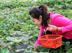 清明節(jié)還有草莓嗎？清明節(jié)的草莓能吃嗎？