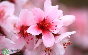 清明節(jié)還有桃花嗎？清明節(jié)去哪里看桃花？