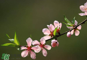 清明節(jié)還有桃花嗎？清明節(jié)去哪里看桃花？