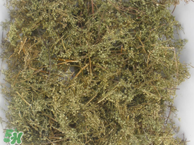 青蒿可以泡水喝嗎？青蒿能泡水喝嗎？