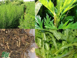 青蒿可以泡水喝嗎？青蒿能泡水喝嗎？