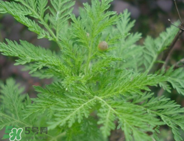 青蒿可以泡水喝嗎？青蒿能泡水喝嗎？