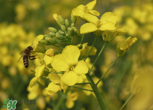 2017年清明節(jié)油菜花開了嗎？2017年清明節(jié)還有油菜花嗎？