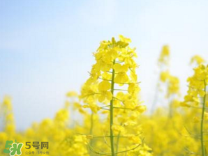 2017年清明節(jié)油菜花開了嗎？2017年清明節(jié)還有油菜花嗎？