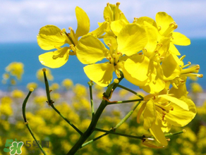 2017年清明節(jié)油菜花開了嗎？2017年清明節(jié)還有油菜花嗎？