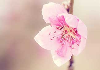 清明節(jié)還有桃花嗎？清明節(jié)去哪里看桃花？