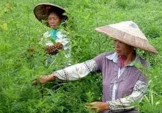 青蒿可以泡水喝嗎？青蒿能泡水喝嗎？