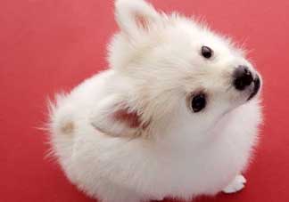 狗狗能吃薺菜嗎？狗吃了薺菜會生病嗎？