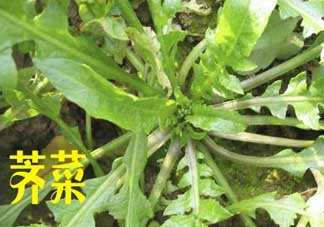 薺菜和狗肉能一起吃嗎？狗肉跟薺菜可以同食嗎？