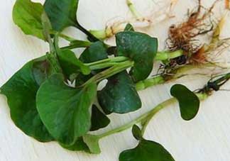 薺菜和魚腥草能一起吃嗎？薺菜和魚腥草可以同時泡茶嗎？