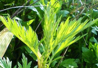 吃青蒿有好處嗎？青蒿的功效與作用