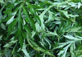 蒿子什么時候有？蒿子什么時候長？