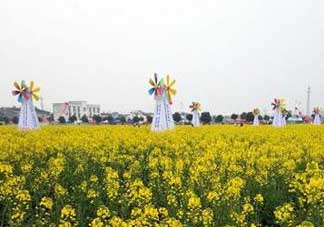 2017年清明節(jié)油菜花開了嗎？2017年清明節(jié)還有油菜花嗎？