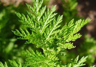 青蒿是什么植物？青蒿是種子植物還是裸子植物？