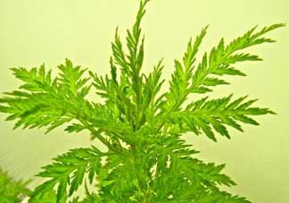 青蒿能吃嗎？青蒿可以吃嗎？