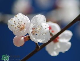 2017年春天為什么這么冷？2017年春天怎么這么冷？