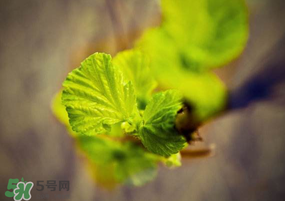 2017年春天為什么這么冷？2017年春天怎么這么冷？