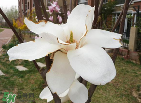 2017年春天為什么這么冷？2017年春天怎么這么冷？