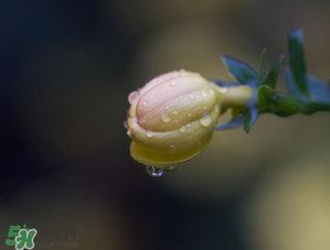 2017年谷雨是幾月幾號？2017年谷雨是哪一天？