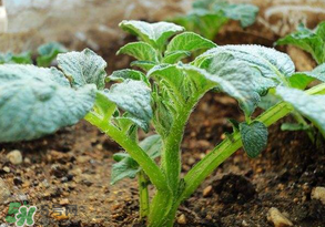 清明節(jié)能種土豆嗎？土豆什么時候種植？