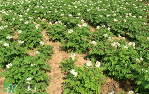 清明節(jié)能種土豆嗎？土豆什么時候種植？