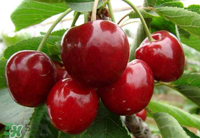 山東櫻桃什么時候上市？山東櫻桃什么時候成熟？