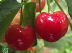 拉賓斯和美早哪個好吃？美早和拉賓斯的區(qū)別